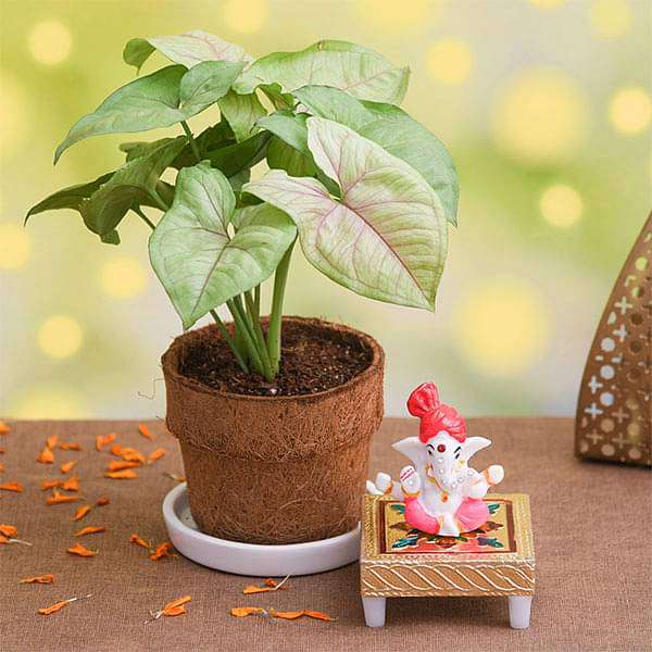 7777e-gifts-syngonium-plant-in-coir-pot-with-lord-ganesha-idol-16969367224460_600x600