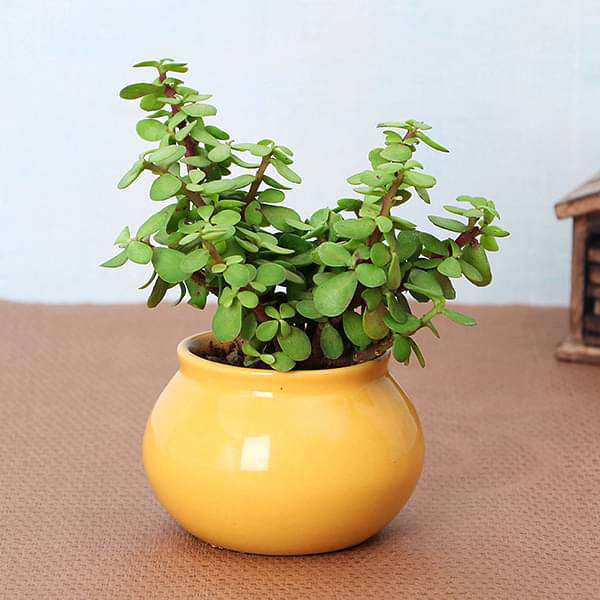 erylive-gifts-symbol-of-friendship-jade-plant-in-handi-pot-16969364668556_600x600