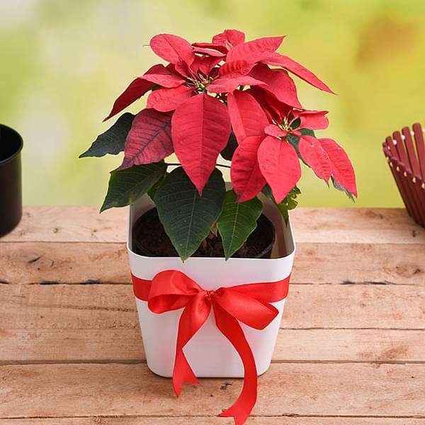 gyte-gifts-cheerful-poinsettia-christmas-flower-in-decorative-pot-16968777269388_600x600