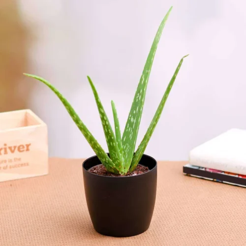 Medcinal Plants ShowBageecha Aloevera