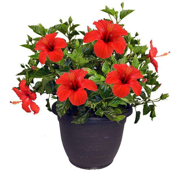 sasa-plants-hibiscus-gudhal-flower-hybrid-any-color-plant-16968930951308_600x600