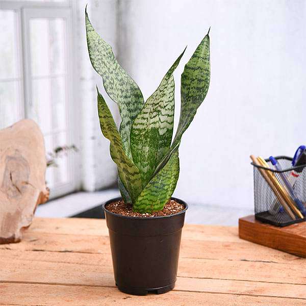 trtre-g-snake-plant-sansevieria-trifasciata-sansevieria-zeylanica-plant_600x600