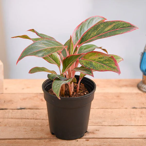 qazsw-aglaonema-siam-aurora-aglaonema-lipstick-plant-in-4-inch-10-cm-black-pot-200526_600x600 (1)
