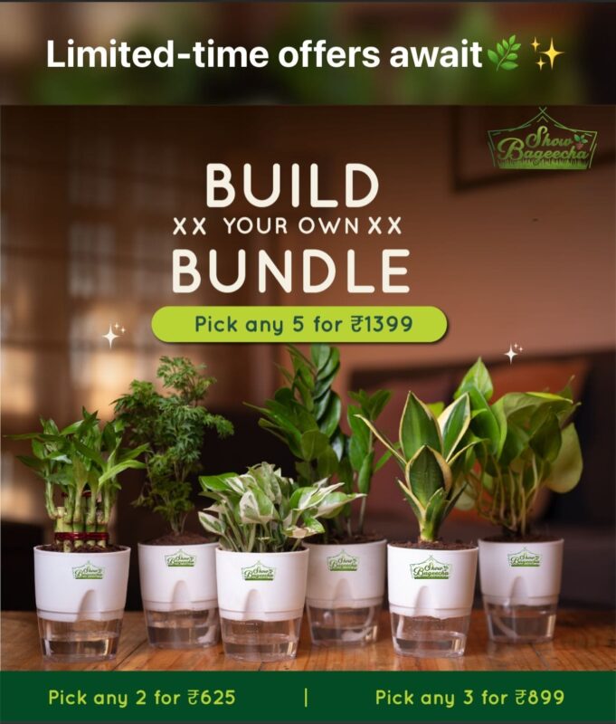 Best indoor plants available at showbageecha
