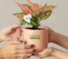 Best Plant Gifts , sustainable and eco