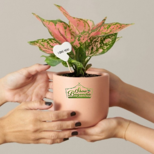 Best Plant Gifts , sustainable and eco