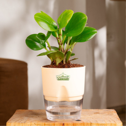 Pepromia Indoor Plant