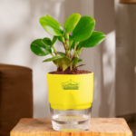 Pepromia Indoor Plant
