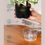 Glossy green ZZ Plant (Zamioculcas zamiifolia) in a decorative pot, perfect for modern indoor spaces.