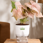 Syngonium Pink Heart-shaped