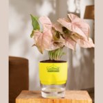 Syngonium Pink Heart-shaped