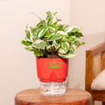 Indoor Money Plant