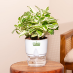 Money Plant Indoor