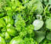 Herbal Garden