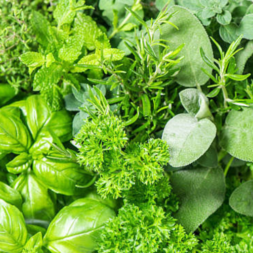 Herbal Garden