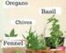 How to grow herbs