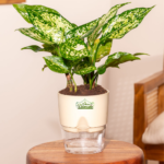 Aglaonema Snow white indoor