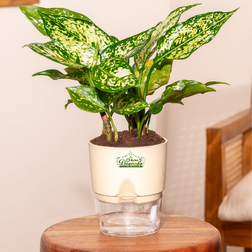 AgSW 3 Aglaonema Snow white indoor