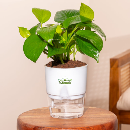 Green Money Plant