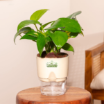Green Money plant