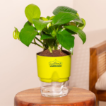 Green Money plant care
