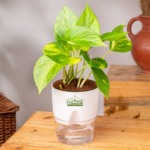 Golden money plant indoor
