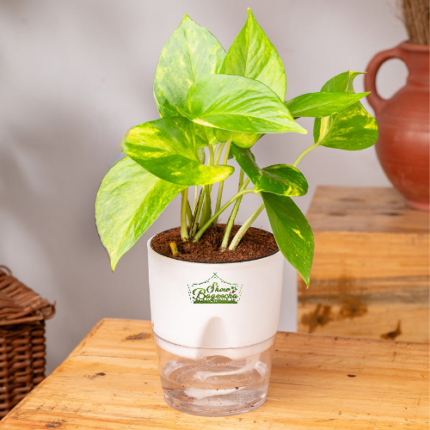 Golden money plant indoor