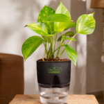 Golden money plant indoor