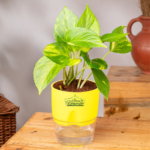 Golden money plant