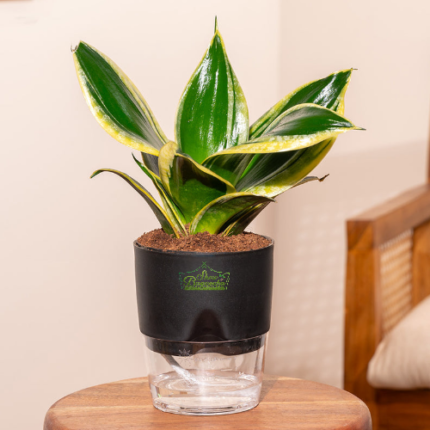 Sansevieria golden plant indoor