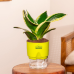 Sansevieria golden plant Indoor