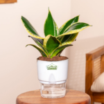 Sansevieria golden plant Indoor