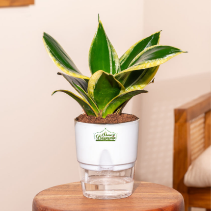 Sansevieria golden plant Indoor