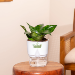 Sanseveria green indoor