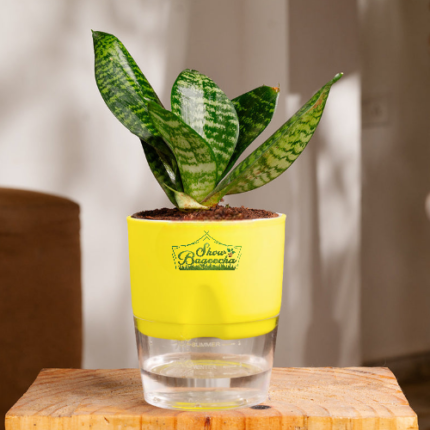 Sanseveria green