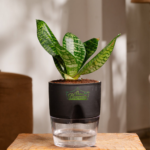 Sanseveria Green Mother in law tongue