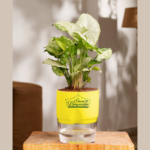 Syngonium care