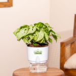 syngonium green
