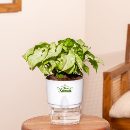 syngonium green