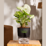 Syngonium indoor