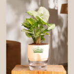 Syngonium care