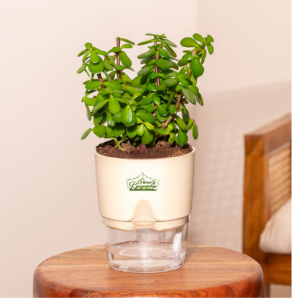 Jade plant lucky jade indoor