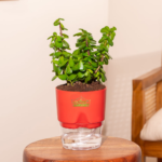 Jade plant lucky jade indoor