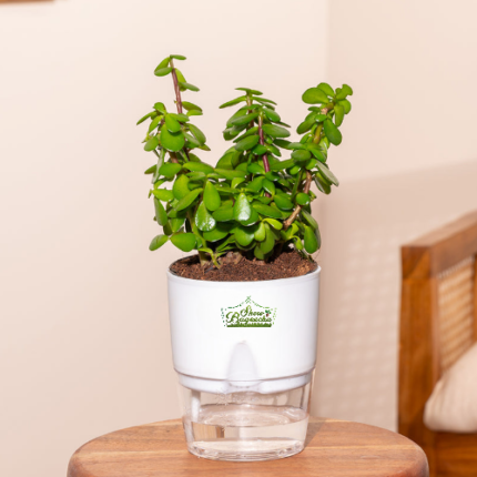 Jade plant lucky jade indoor