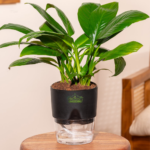 Peace lily indoor flowering plant