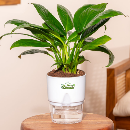 Peace lily indoor flowering plant