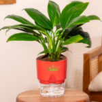 Peace lily indoor flowering plant