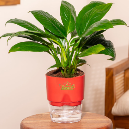 Peace lily indoor flowering plant