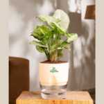 Green syngonium indoor