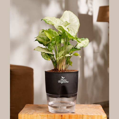 Syngonium.ShowBageecha Green Syngonium Air purifier